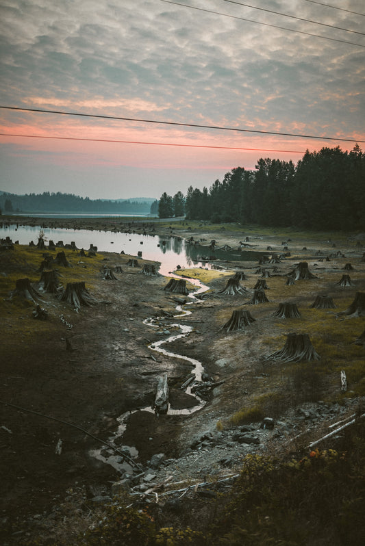 remains of cut trees across the plains with a backdrop of sunset over the lake
