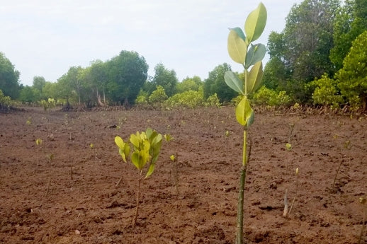 young tree sprouting from the ground from reforestation efforts
